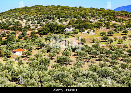 Olivenhain in Kalamata, Peloponnes, südwestlichen Griechenland. Stockfoto