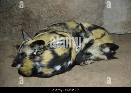 Ein Paar der Afrikanischen lackiert Hunde (Lycaon pictus), Schlafend in es Gehäuse in Chester Zoo gelockt. Stockfoto