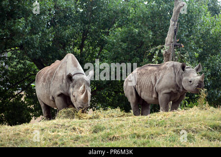 Ein Paar nördlicher weißer Nashörner (Ceratotherium simum), die Gras in der Anlage im Chester Zoo fressen. In der englischen Grafschaft von Hébém, Großbritannien Stockfoto