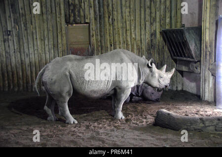 Ein Paar der südlichen schwarzen Nashörner (Diceros bicornis) Innerhalb es Gehäuse in Chester Zoo. Stockfoto