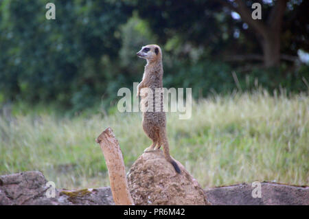 Erdmännchen (Suricata suricatta) Wache über die Einhausung in Chester Zoo. Stockfoto