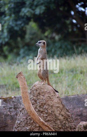 Erdmännchen (Suricata suricatta) Wache über die Einhausung in Chester Zoo. Stockfoto