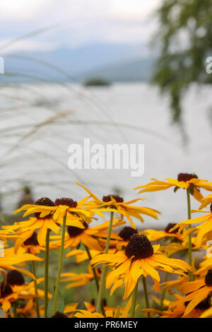 Ein Blick auf einem Bett von helenium's ahin Early Flowerer' vor dem Hintergrund der Bowness Bay und Windermere. Stockfoto