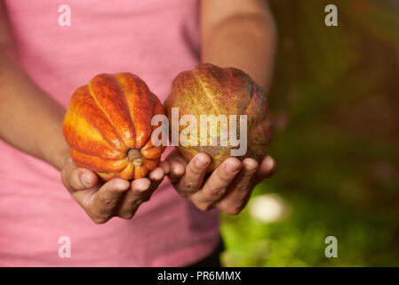 Übersicht Kakao Pads in Händen clsoe zu sehen. Stockfoto