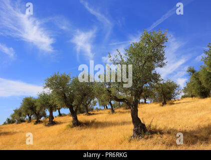 Portugal, Alentejo Region. Olivenhain und golden wildes Gras im Herbst Sonnenschein mit einem schönen blauen Himmel und Cirrus stratus Wolken. Stockfoto