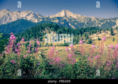 Berge im Sommer mit Blumen. Stockfoto