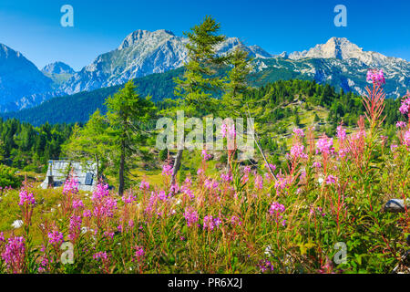 Berge im Sommer mit Blumen. Stockfoto