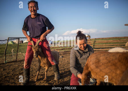 Ein lokaler Mann gesehen spielen mit einer Ziege in der Nähe der kleinen Stadt Dundgovi Adaatsag in der Provinz in der Zentralmongolei. Stockfoto