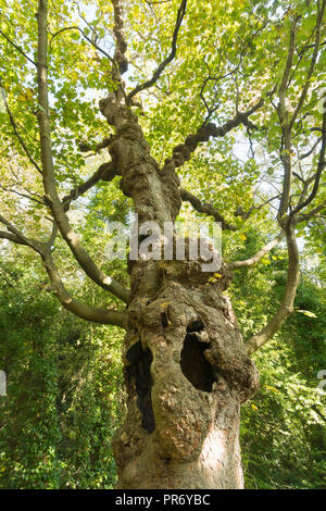 Eine alte knorrige hohlen Baum mit großen Löchern in seinem Stamm, North East England, Großbritannien Stockfoto