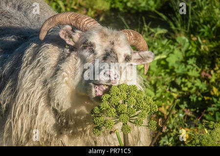 Isländische Schafe muching wilden Busch in der Nähe des Emstrur Campingplatz in das Hochland von Island entlang der berühmten laugavegur Wanderweg. Stockfoto