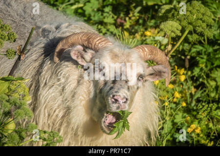 Isländische Schafe muching wilden Busch in der Nähe des Emstrur Campingplatz in das Hochland von Island entlang der berühmten laugavegur Wanderweg. Stockfoto