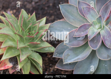 Nahaufnahme der beiden Sukkulenten mit schönen lila Silber und Grün rot Blütenblätter Stockfoto