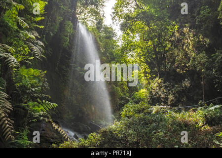 Los Tilos Wasserfall auf La Palma, Kanarische Inseln Stockfoto