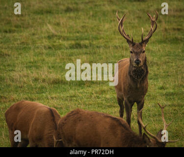 Hirsch Hirsche im Feld in Schottland, Großbritannien Stockfoto