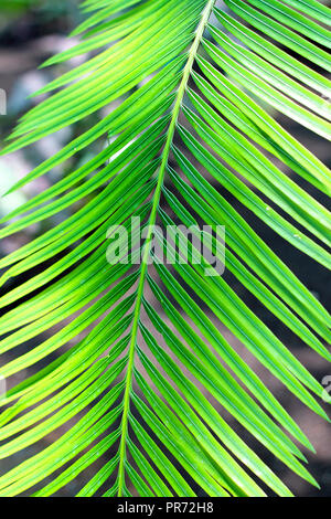 Green Palm Leaf Nähe zu sehen. Stockfoto