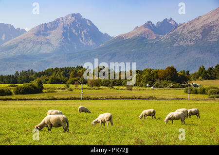Wunderschöne Aussicht auf die Hohe Tatra (Vysoke Tatry) Berge und Herde Schafe grasen auf einer grünen Wiese, Slowakei Stockfoto