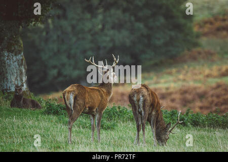 Red deer Hirsch im Wald im Herbst in Schottland, Großbritannien Stockfoto