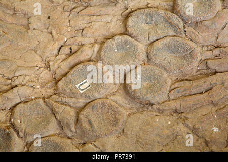 Ichthyosaur Fossil Site, Berlin-Icthyosaur State Park, Nevada Stockfoto