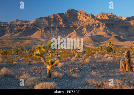 Schafe, Desert National Wildlife Refuge, Nevada Stockfoto