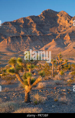 Schafe, Desert National Wildlife Refuge, Nevada Stockfoto