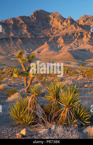 Schafe, Desert National Wildlife Refuge, Nevada Stockfoto