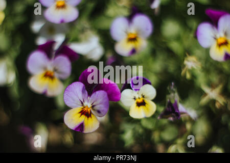 Stiefmütterchen in einem Garten Stockfoto
