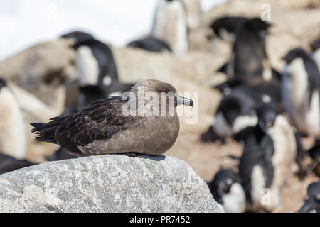 South Polar Skua sitzen unter Felsen auf Shirley Insel mit Pinguinen in der Nähe warten auf eine Gelegenheit, einen Pinguin Ei oder Küken zu stehlen. Stockfoto