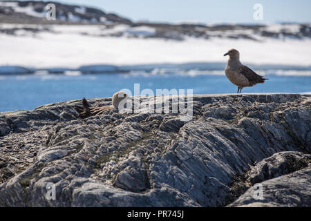 South Polar Skua sitzen auf den Eiern brüten in einem Felsvorsprung in der Nähe des Meeres Stockfoto