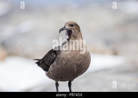 South Polar Skua closeup ständigen Rechnung offen auf Shirley Insel mit Pinguinen in der Nähe warten auf eine Gelegenheit, einen Pinguin Ei oder Küken zu stehlen. Stockfoto