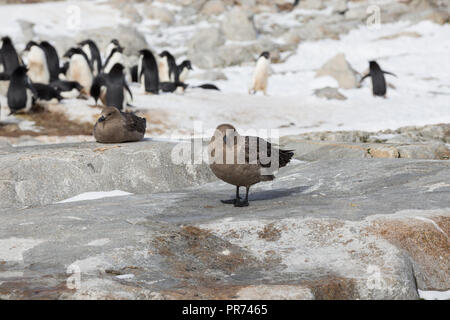 South Polar Skua sitzen unter Felsen auf Shirley Insel mit Pinguinen in der Nähe warten auf eine Gelegenheit, einen Pinguin Ei oder Küken zu stehlen. Stockfoto