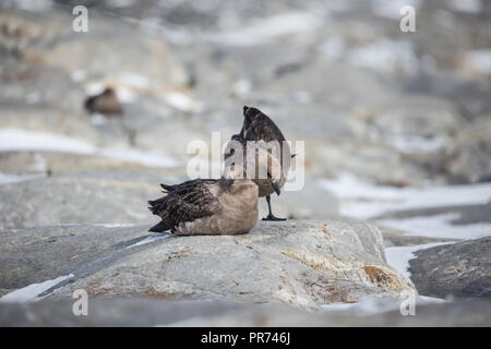 South Polar Skua sitzen unter Felsen auf Shirley Insel mit Pinguinen in der Nähe warten auf eine Gelegenheit, einen Pinguin Ei oder Küken zu stehlen. Stockfoto