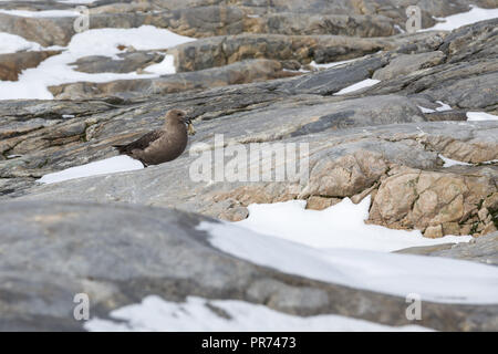 South Polar Skua zu Fuß unter den Felsen auf Shirley Insel Pinguin Durchführung bleibt. Stockfoto