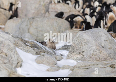 South Polar Skua sitzen auf Schnee unter den Felsen auf Shirley Insel mit Pinguinen in der Nähe warten auf eine Gelegenheit, einen Pinguin Ei oder Küken zu stehlen. Stockfoto