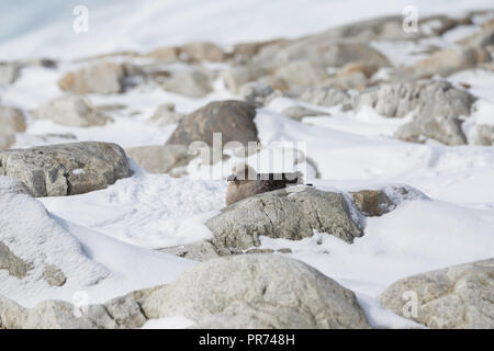 South Polar Skua sitzen auf Schnee unter den Felsen auf Shirley Insel mit Pinguinen in der Nähe warten auf eine Gelegenheit, einen Pinguin Ei oder Küken zu stehlen. Stockfoto