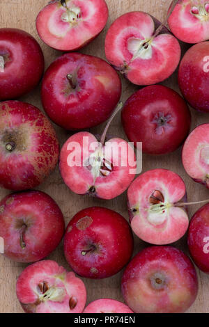 Malus Domestica. Apple' Redlove Era'. "Redlove Era "Äpfel auf einem woodenboard, von denen einige in die Hälfte geschnitten sind das rote Fleisch zu zeigen geerntet Stockfoto