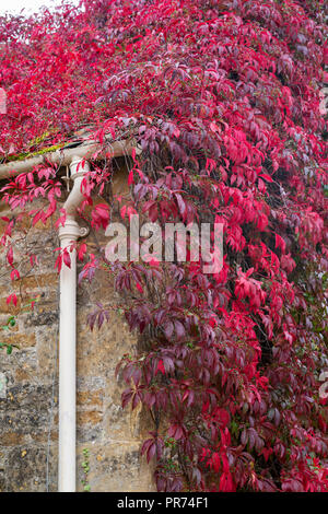 Parthenocissus Subtomentosa. Virginia Creeper/amerikanischen Ivy für eine Scheune an der Wand. Adlestrop, Cotswolds, Gloucestershire, England Stockfoto