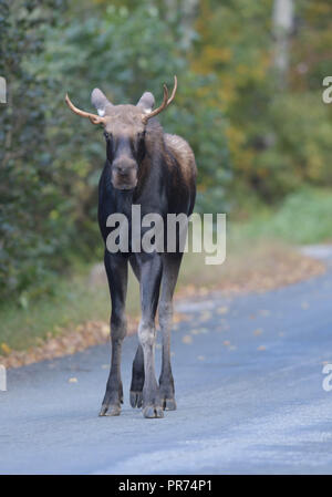 Ein junger Stier Elch geht eine Straße in Wilmington, Vermont, USA. Stockfoto