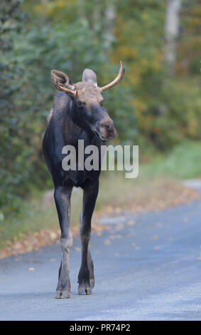 Ein junger Stier Elch geht eine Straße in Wilmington, Vermont, USA. Stockfoto
