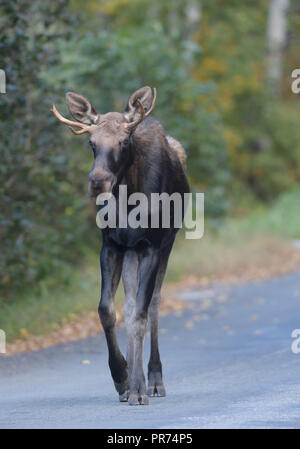 Ein junger Stier Elch geht eine Straße in Wilmington, Vermont, USA. Stockfoto