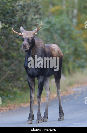 Ein junger Stier Elch geht eine Straße in Wilmington, Vermont, USA. Stockfoto