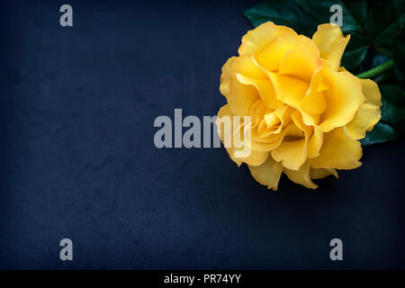 Auf dunkelblauem Hintergrund ist eine luxuriöse rosa Rose mit zarten Blüten und Blätter. Ansicht von oben, kopieren. Stockfoto