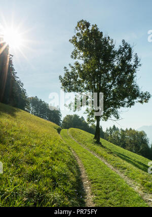 Feldweg führt durch einen Hang Wiese mit einem einsamen Baum und mehr Wald hinter in den Schweizer Alpen oberhalb Maienfeld Stockfoto