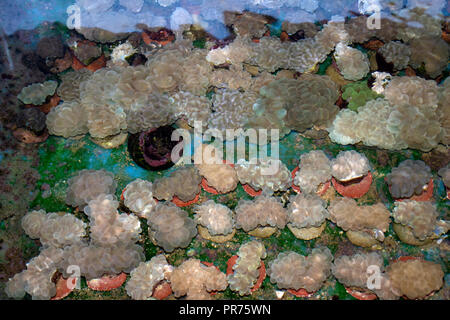 Bubble coral Knospen, Plerogyra sinuosa, in Pohnpei bewirtschaftet werden, Föderierte Staaten von Mikronesien Stockfoto