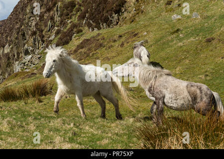 Wilde Wilde Eriskay Ponys Pferde auf der heiligen Insel, in Schottland, in Nordeuropa Stockfoto