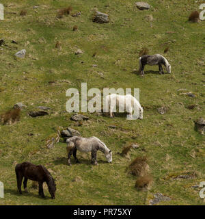 Wilde Wilde Eriskay Ponys Pferde auf der heiligen Insel, in Schottland, in Nordeuropa Stockfoto