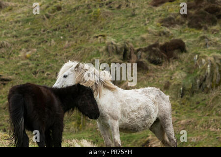 Wilde Wilde Eriskay Ponys Pferde auf der heiligen Insel, in Schottland, in Nordeuropa Stockfoto