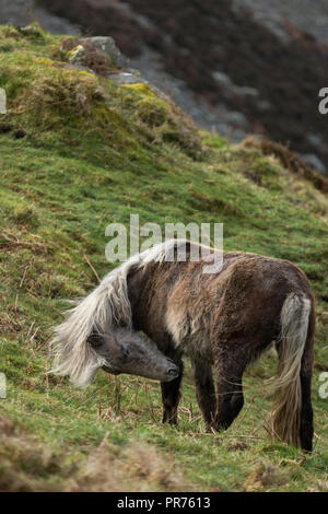 Wilde Wilde Eriskay Ponys Pferde auf der heiligen Insel, in Schottland, in Nordeuropa Stockfoto