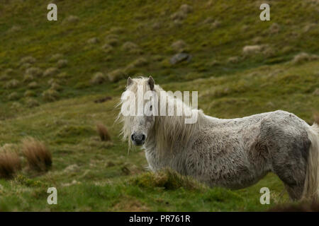Wilde Wilde Eriskay Ponys Pferde auf der heiligen Insel, in Schottland, in Nordeuropa Stockfoto