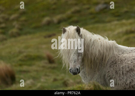 Wilde Wilde Eriskay Ponys Pferde auf der heiligen Insel, in Schottland, in Nordeuropa Stockfoto