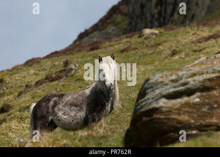 Wilde Wilde Eriskay Ponys Pferde auf der heiligen Insel, in Schottland, in Nordeuropa Stockfoto